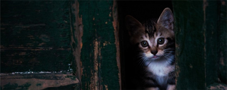 小猫的眼睛为什么会变色 小猫是得了眼部疾病吗