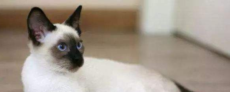 暹罗猫为什么会糊 是不是真的很神奇！