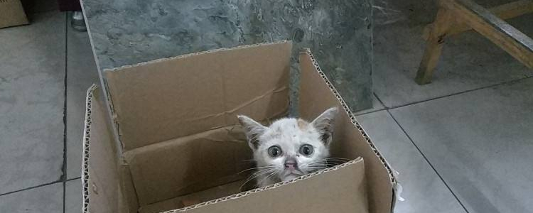 猫为什么喜欢钻箱子 这可不是怪癖