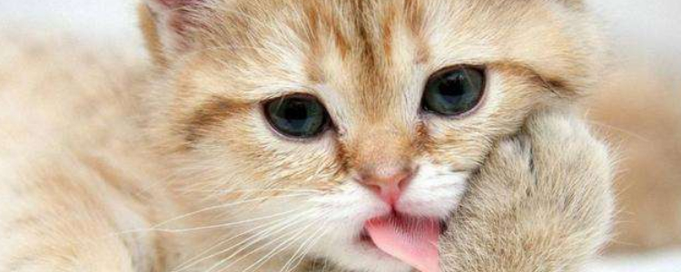 猫牙黄怎么办 一定要多给猫咪刷牙哦！