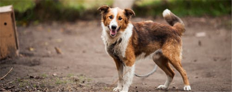 狗狗湿疹是怎么得的 狗狗湿疹分为急性和慢性