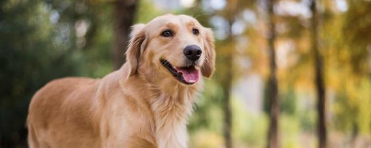金毛尿频怎么回事 尿频的现象会直接影响狗狗的健康！