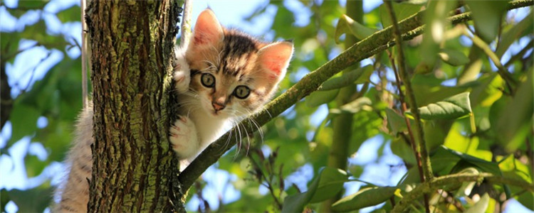 猫喜欢破坏盆栽怎么办 怎么才能阻止猫搞破坏