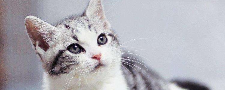 猫咪应激反应症状 你了解什么是应激反应吗？