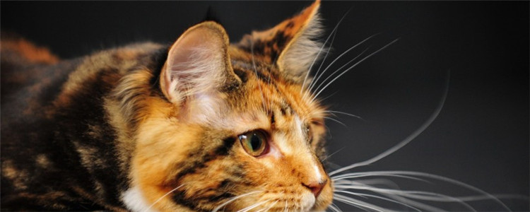 猫得肠胃炎有什么症状 猫咪肠胃炎分为几种