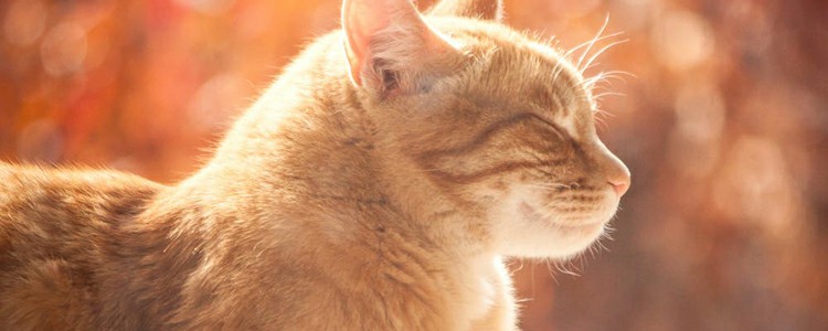 猫咪吐舌头喘气 可能是因为太热啦
