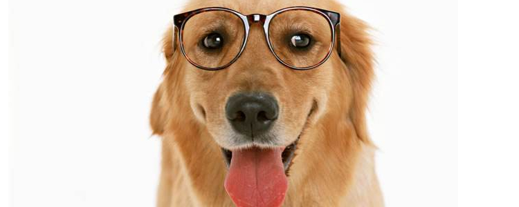 金毛可以活多少年 科学饲养狗狗才是正理哦！