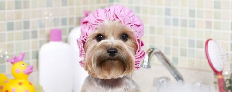 狗狗真菌用什么洗澡 学会使用药用香波