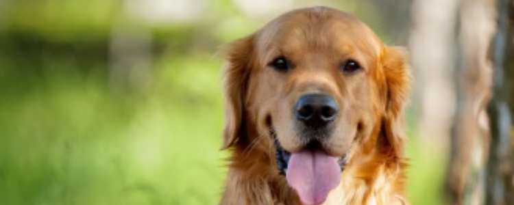 狗狗喘气就像哮喘 看看狗狗喘气出的根本原因是什么