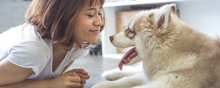 狗狗得脑膜炎的原因 是天生的吗？