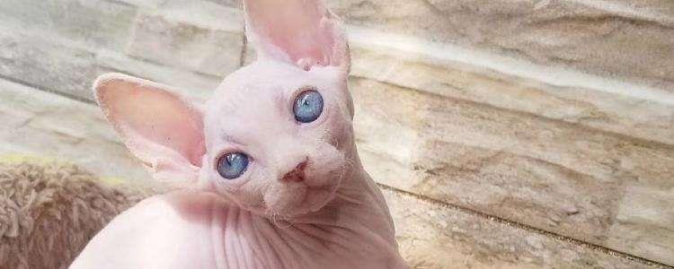 斯芬克斯猫蓝眼缺陷 遗传病的几率你知道吗？