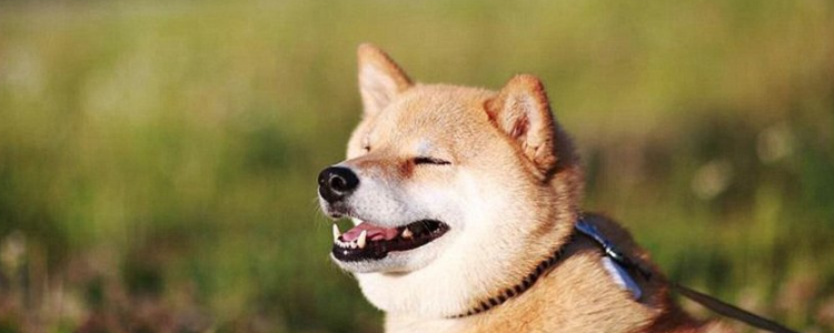 狗能不能吃橘子 可以帮助狗狗补充维C呢