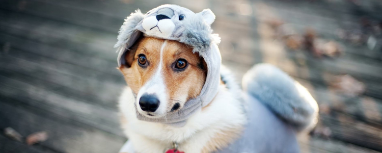 冬季怎么给狗狗保暖 知道如何给狗狗进行保暖了吗
