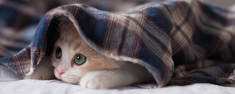 猫咪冻伤或体温过低的护理【图】 别小看冻伤！