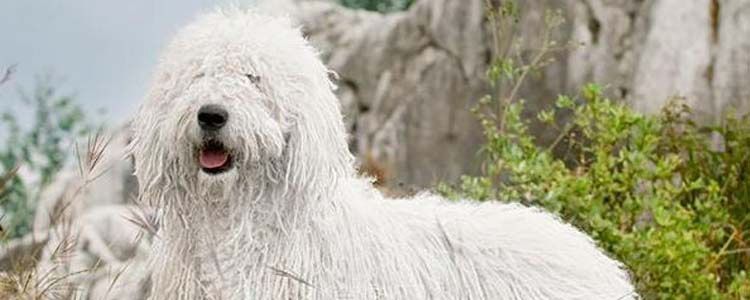 拖布狗叫什么 最好的牧羊犬之一匈牙利牧羊犬