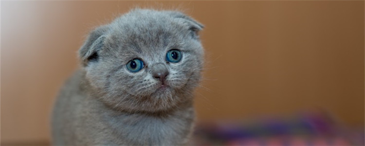 区分猫蓝眼和蓝膜 小猫的眼睛为什么都是蓝色的