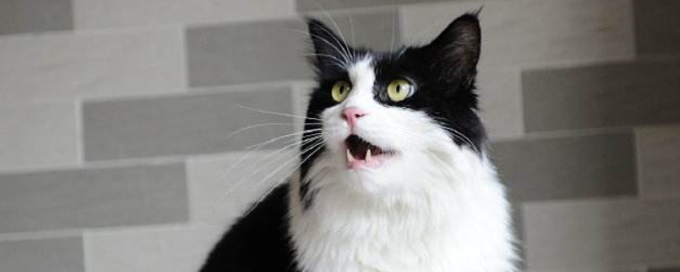 八字脸的猫为什么贵 正八蓝白到底是什么品种？