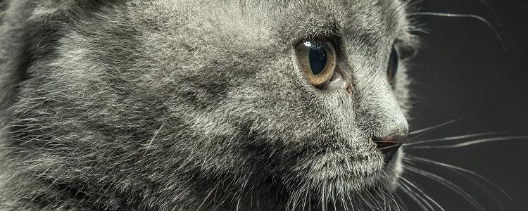 英国短毛猫可以活多久 如何延长猫的寿命？