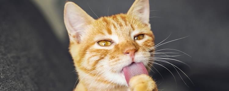 猫缺钙会出现什么症状 情况严重可能导致后遗症哦！