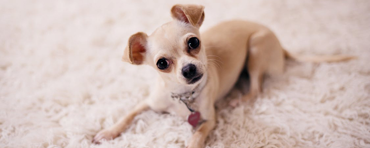怎么给狗狗清理耳朵 教你给狗狗正确清理耳朵的方法!