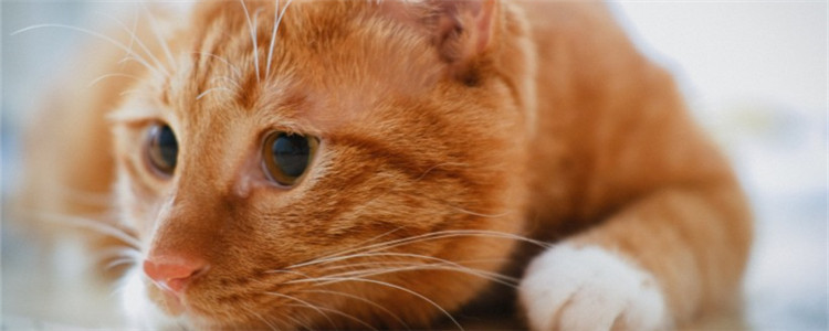 猫咪流口水,透明的不臭 是正常现象吗