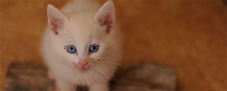 4个月的猫咪发育标准 猫咪发育受多种因素影响
