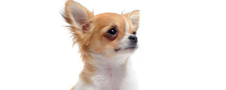 狗狗过敏的物质有哪些？ 如何应对犬过敏？
