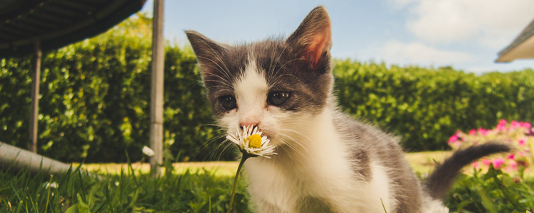 猫咪吃什么植物会中毒 家里有的话干净扔掉