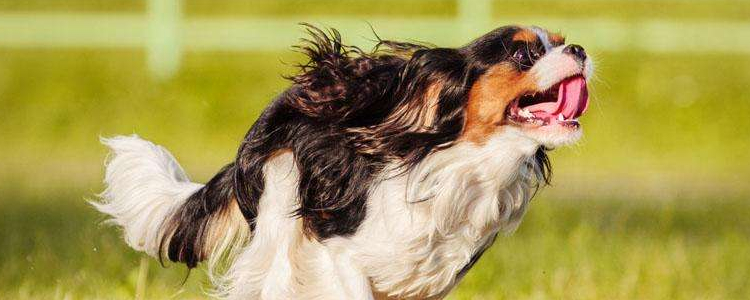 秋季狗狗容易生什么病 皮肤病是高发季！