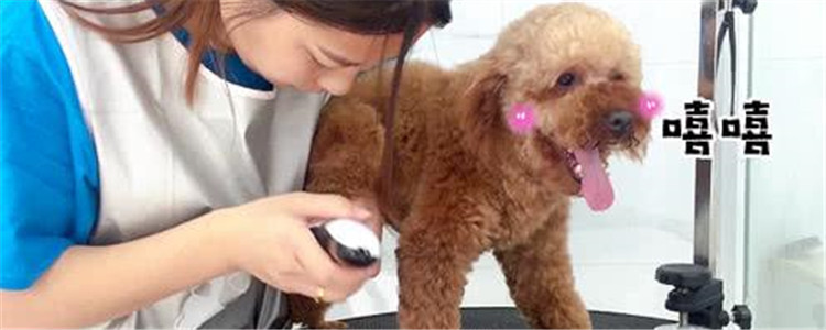 宠物店用什么电推剪 人用的电推剪可以给狗剃毛吗