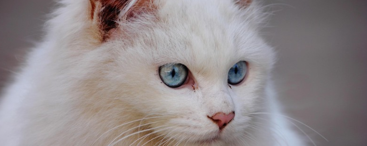 不一样眼睛的猫咪耳聋的多吗 根据品种和基因决定！