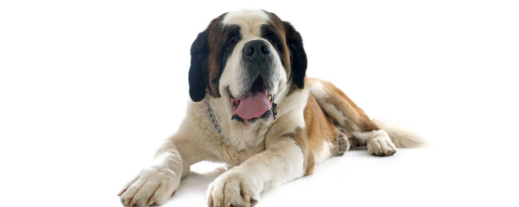 世界上最大的狗排名 体型大到你无法想象！
