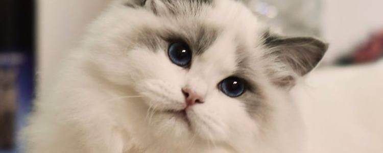 海双布偶猫什么意思 是一种最受欢迎的毛色哦！