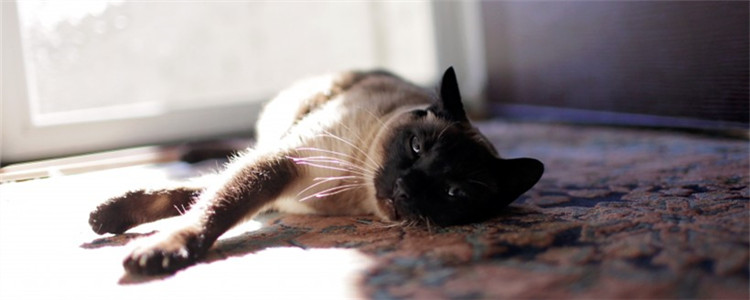 猫尿路感染怎么治 猫尿路感染可导致猫咪死亡