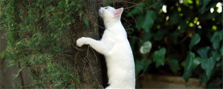 猫上树下不来怎么办 猫咪是因为害怕而不敢下来吗