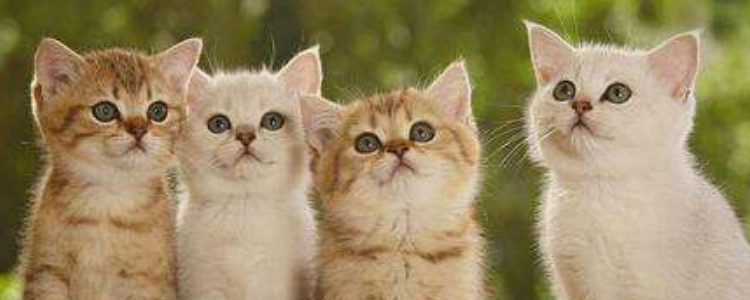 两只猫多久能和谐相处 如何让两只猫和谐相处呢？