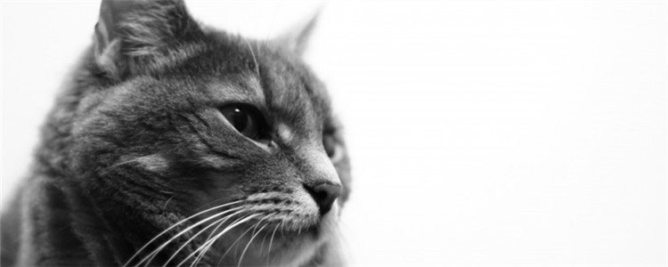 猫鼻子有黑色结痂 是猫咪的鼻子受伤了吗？