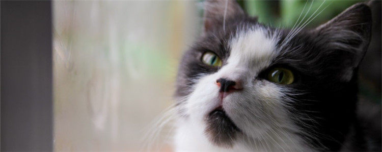 猫喘气急促伴有吭哧声 猫为什么会呼吸困难的样子