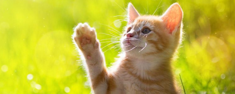 如何看懂猫的肢体语言 一分钟读懂猫如何表达情绪