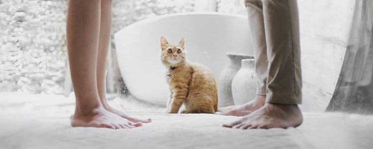 怎么让猫不抗拒洗澡 你不相信有乖乖洗澡的猫？