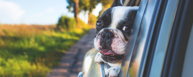 开车带狗可以上高速吗 要注意哪些事项