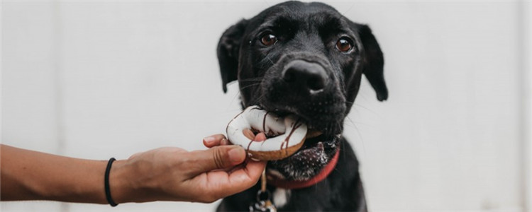 狗狗可以吃月饼吗 莲蓉蛋黄月饼，任何月饼都不能给狗吃！