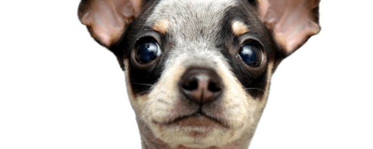 狗狗眼睛有褐色分泌物是怎么回事 狗狗的眼屎问题请你重视