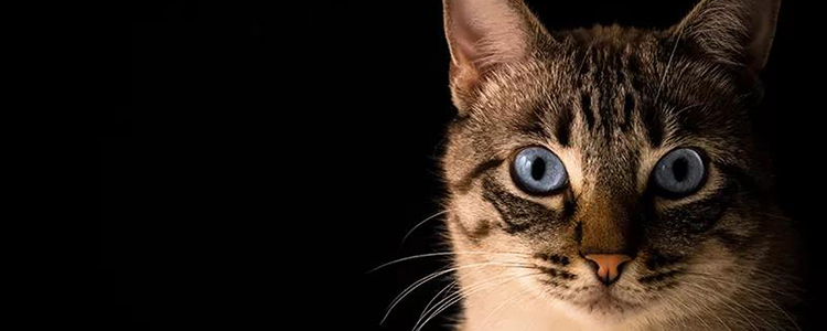 猫咪能吃熟的板栗吗 有营养吗？