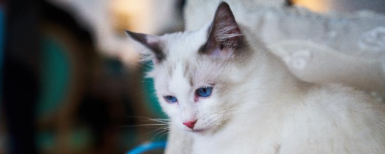 猫毛球症晚期 预防猫咪毛球症的小窍门