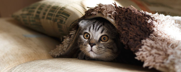 猫冬天需要窝吗 如何挑选一个适合又舒适的猫窝