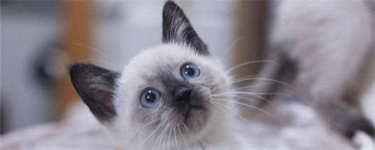 暹罗猫的优点有什么 喜欢粘人猫咪的适合饲养