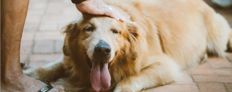 狗狗爱吃纸巾怎么回事 可能是异食癖？