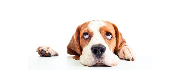 详解狗狗经常呕吐的5个主要原因，你知道几个？