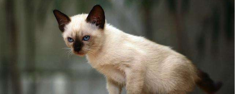 暹罗猫眼睛颜色等级 眼睛可以分辨猫咪品种